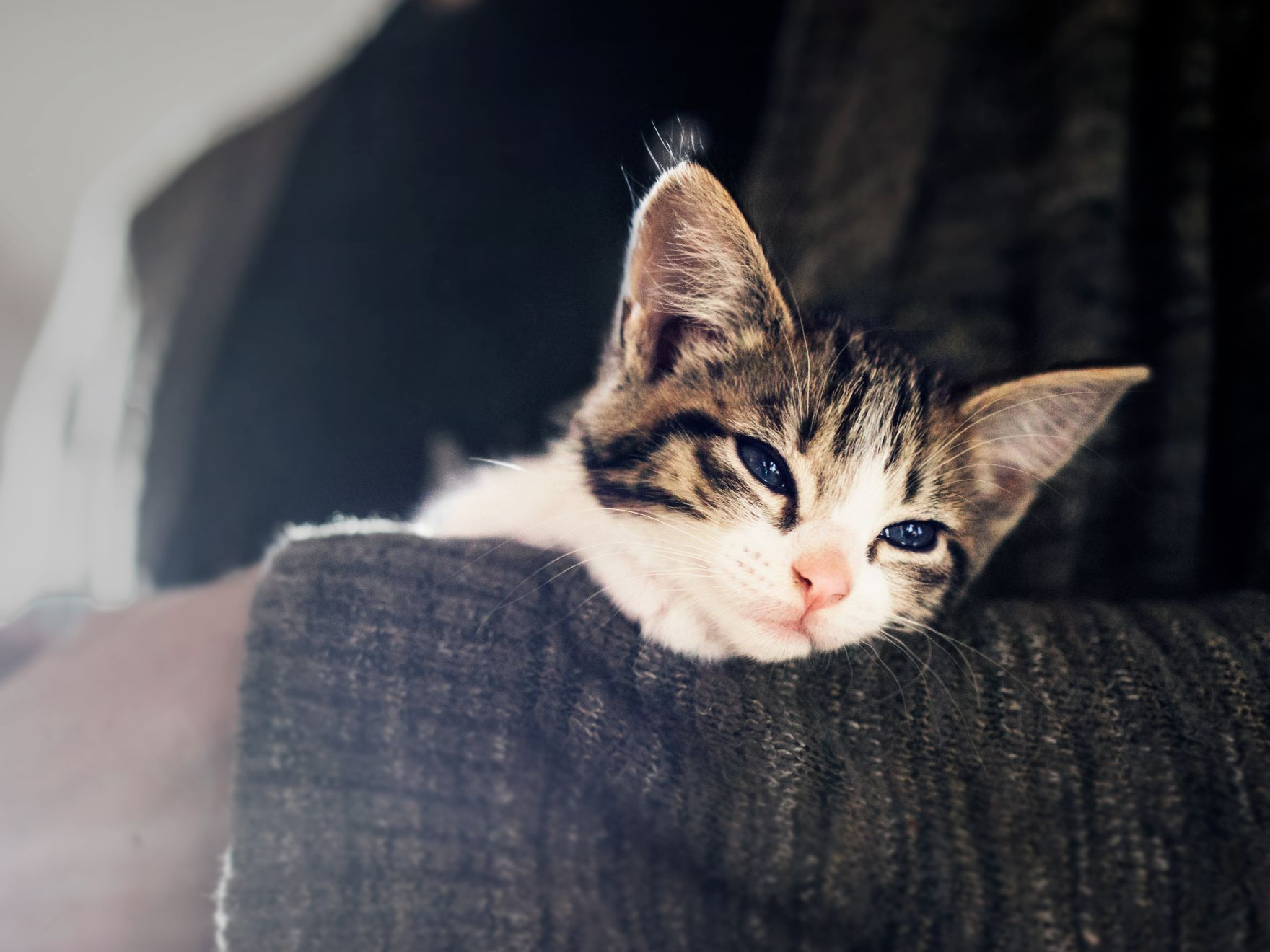 Kitten ligt in de armen van haar baasje