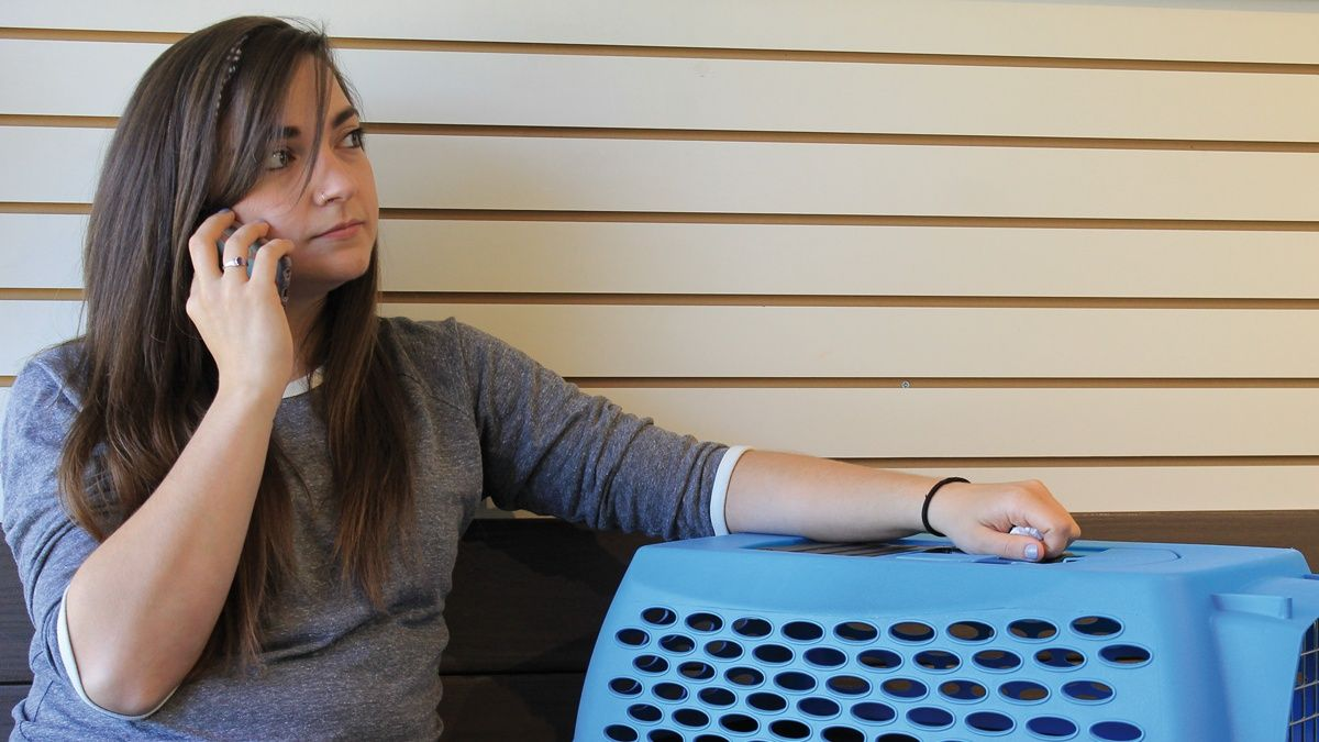 Das „Cat Friendly practice“ Programm