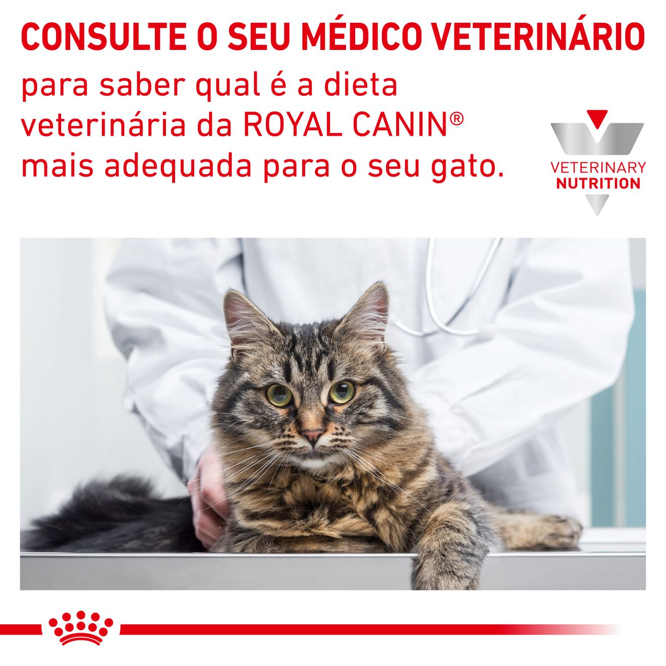 Cat Hypoallergenic