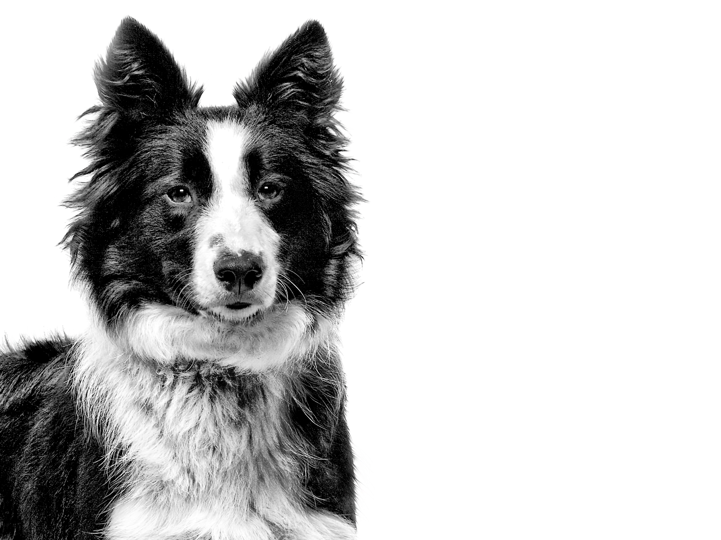 Border Collie adult in black and white