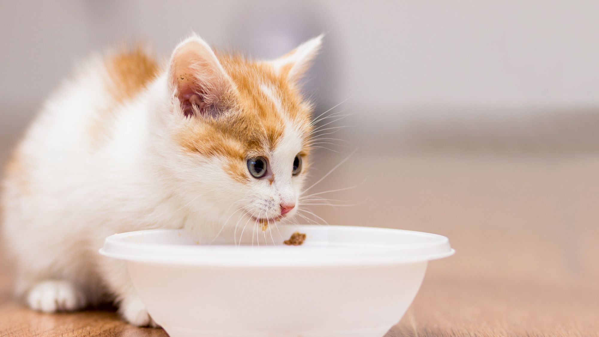 Kitten sitting indoors eating from a white bowl