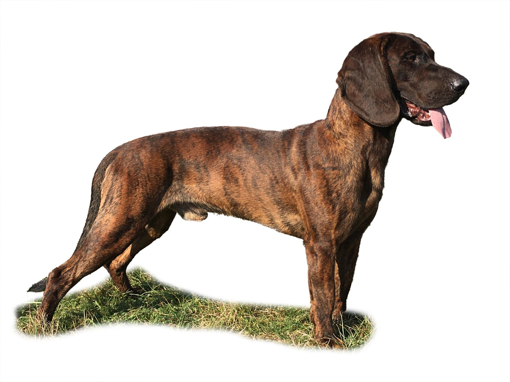 Hanoverian scent hound adult standing