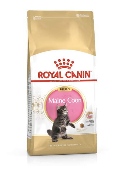 Maine Coon Kitten Kering Royal Canin