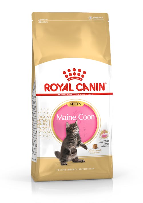 Maine Coon Kitten (Мейн кун киттен)