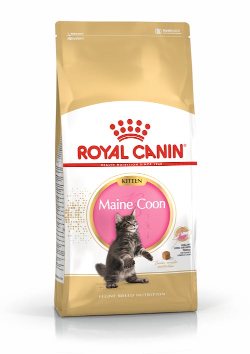 Maine Coon Kitten (Мейн кун киттен)