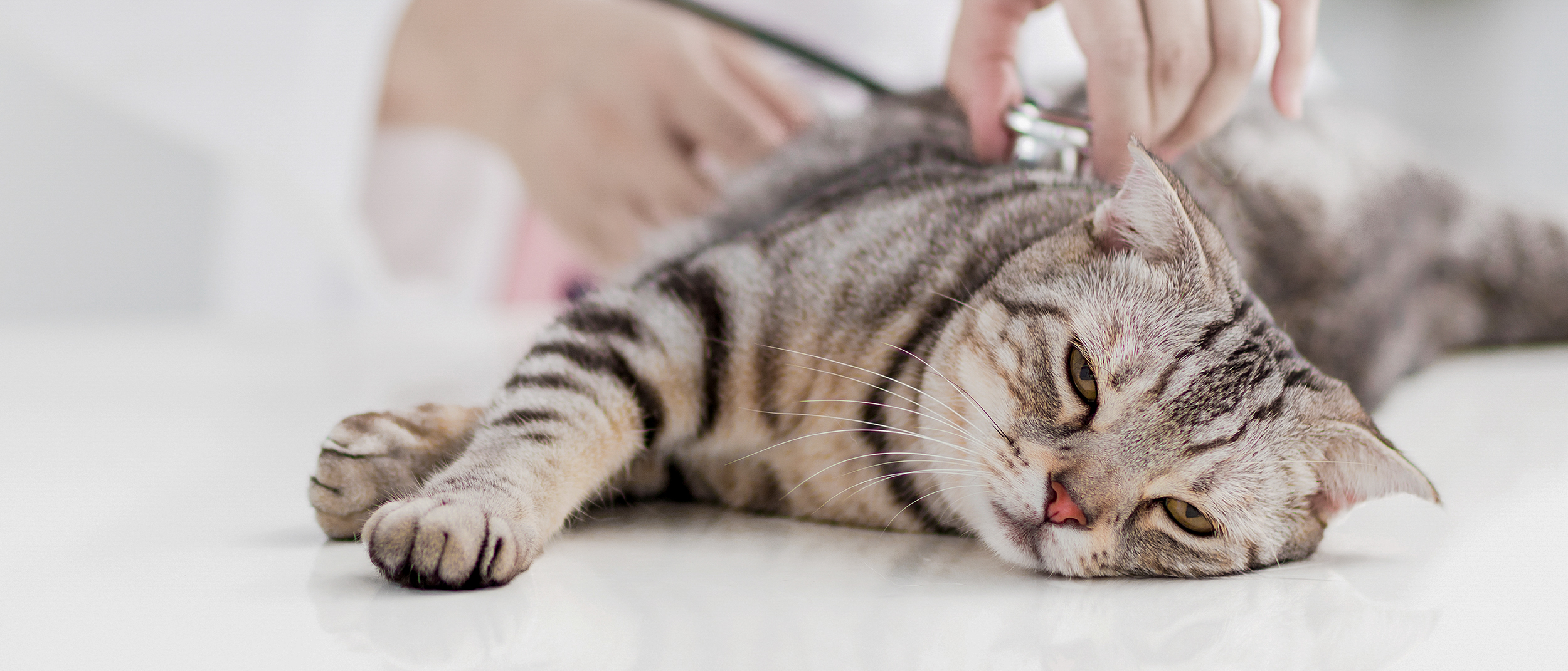 Young cat lying down on an examination table being checked over by a vet.