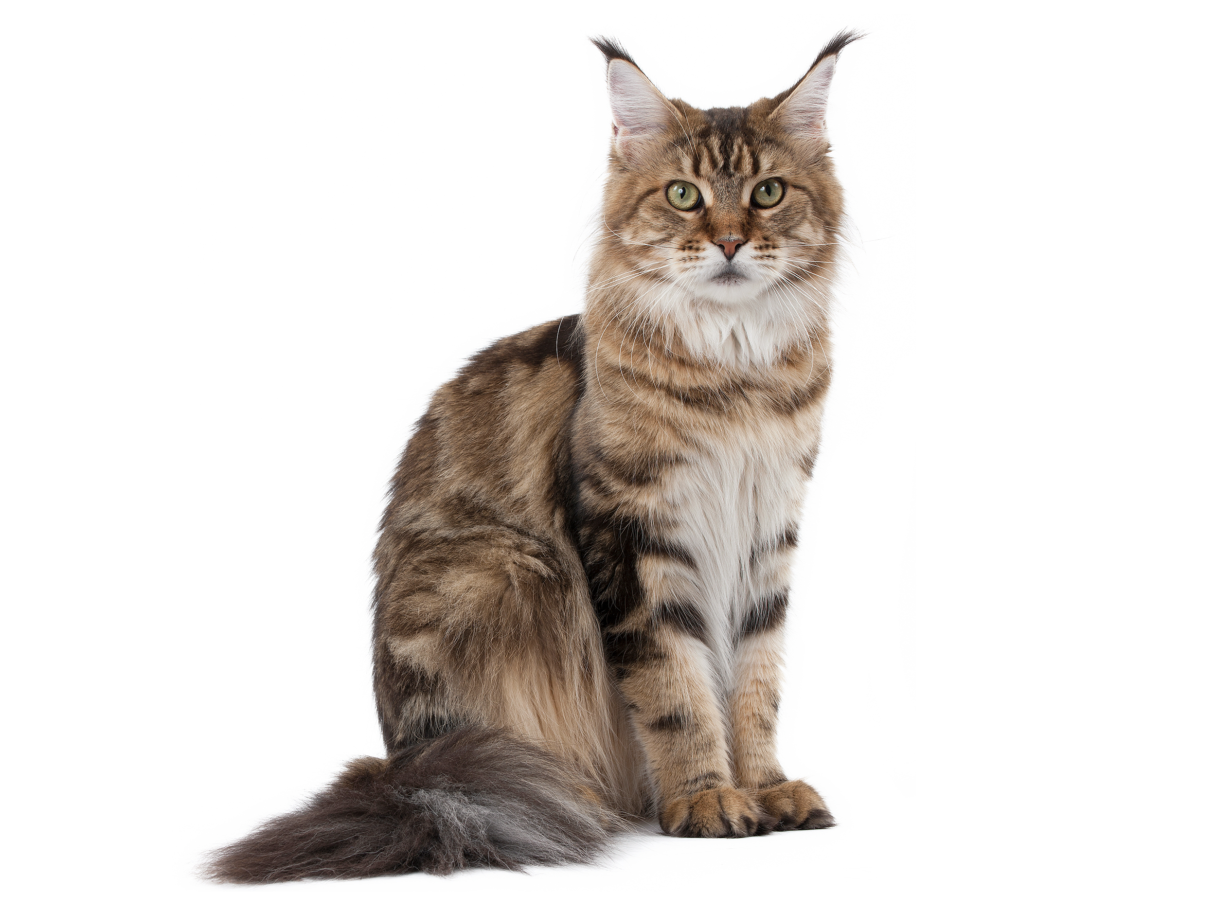 Maine Coon adult in black and white