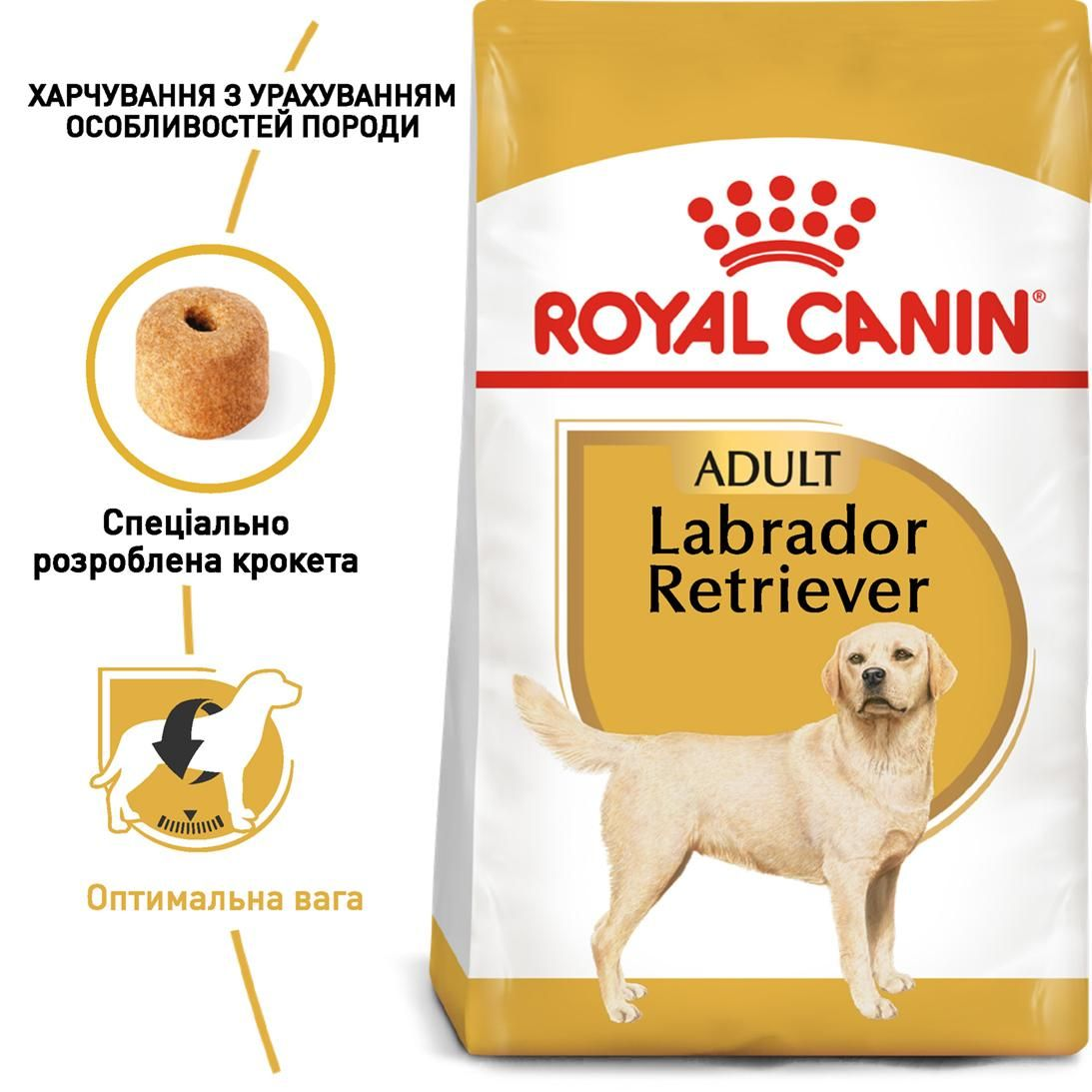 Labrador Retriever Adult