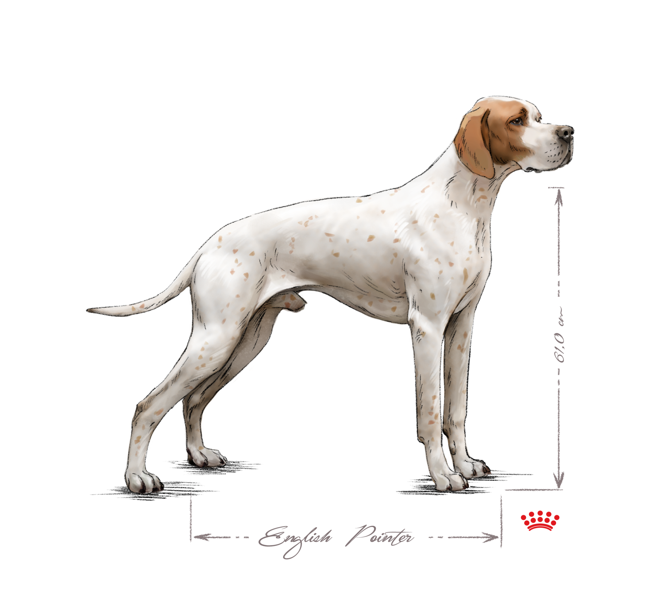 English pointer adult black and white
