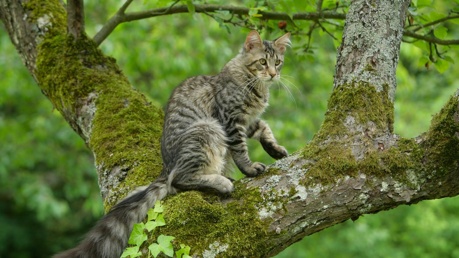 Maine Coon belang sedang duduk di atas pohon