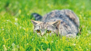 Feeding behavior in cats