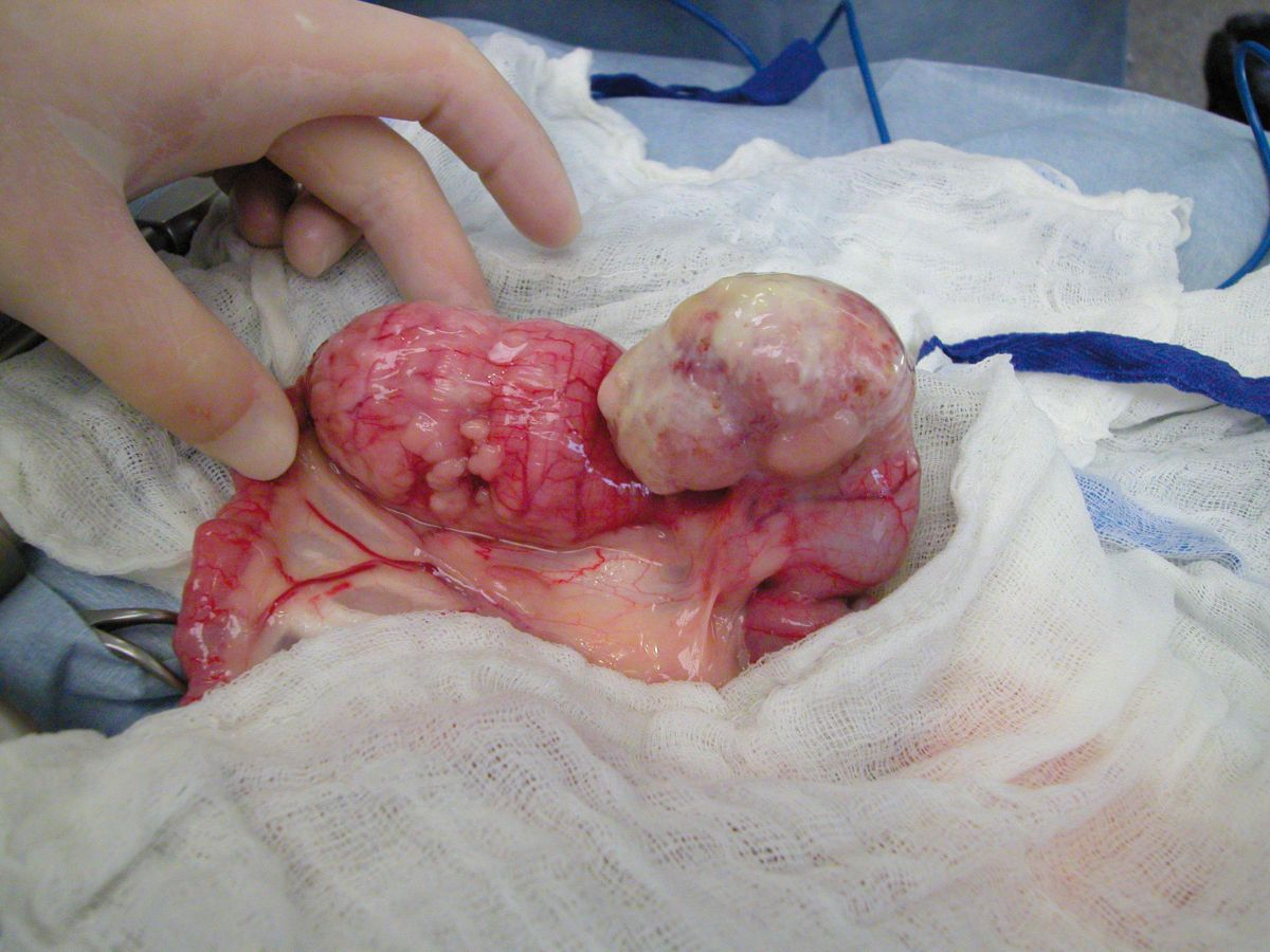 Eine 1,5 Jahre alte, weibliche kastrierte Kurzhaarhauskatze mit einem gastrointestinalen Lymphom, das sich zwei Jahre nach einer Nierentransplantation entwickelt hat. Der Tumor wurde chirurgisch reseziert.