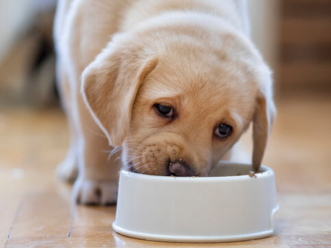 食事をする子犬