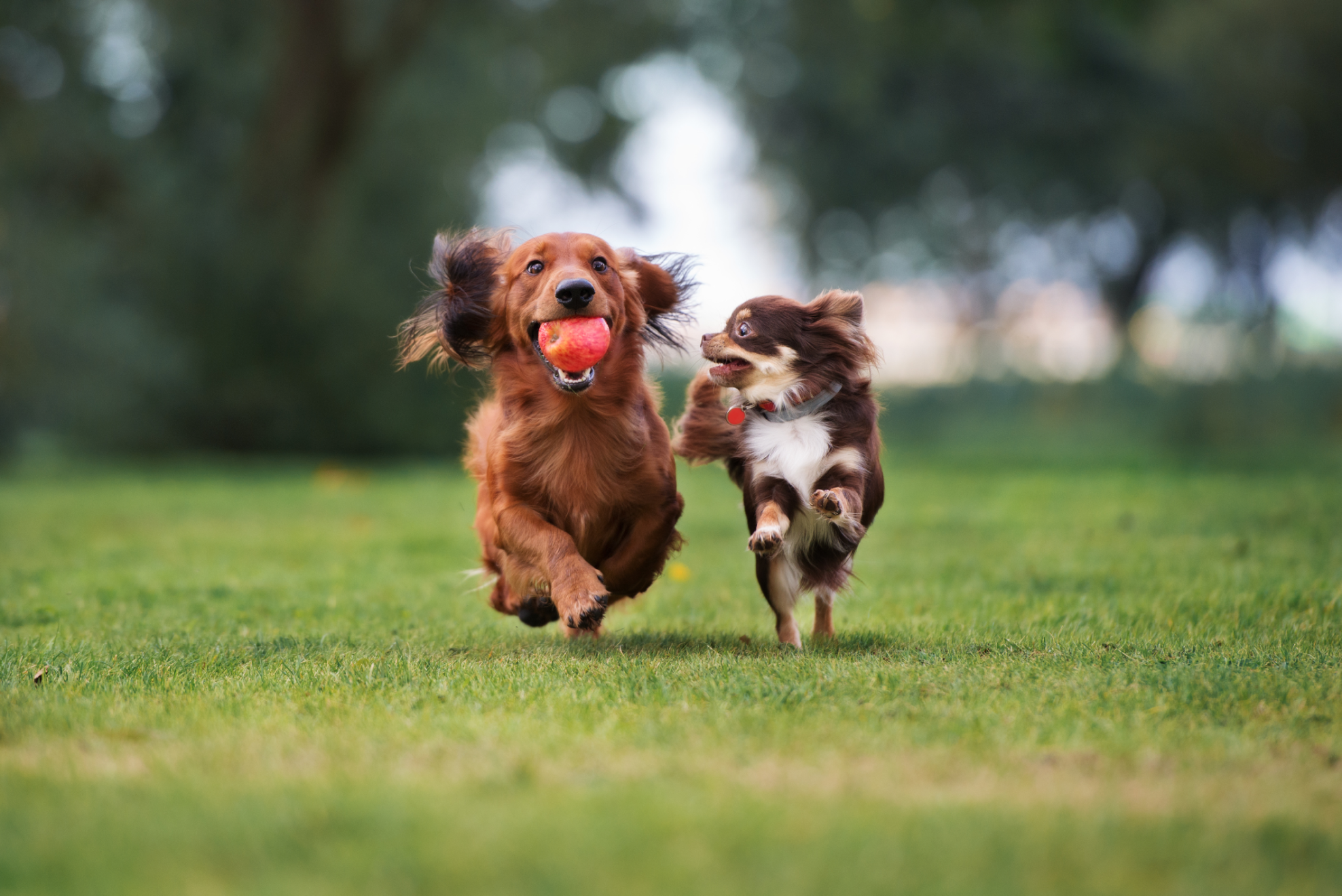 chiot jouant avec un jouet