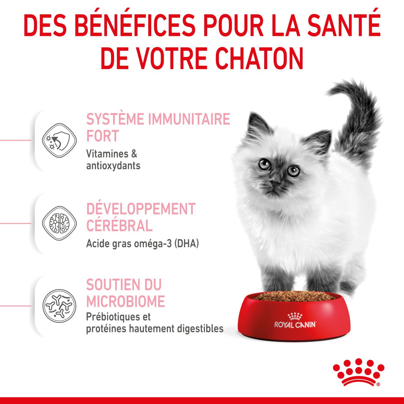 Kitten chaton royal store canin