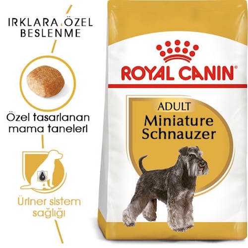 Miniature Schnauzer Adult