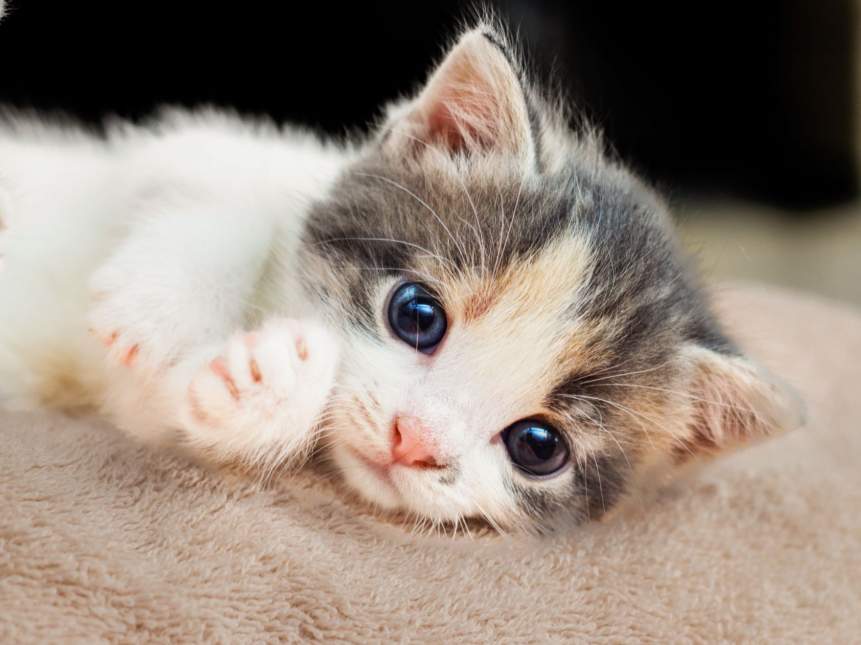 Grey and white kitten lying down on a blanket