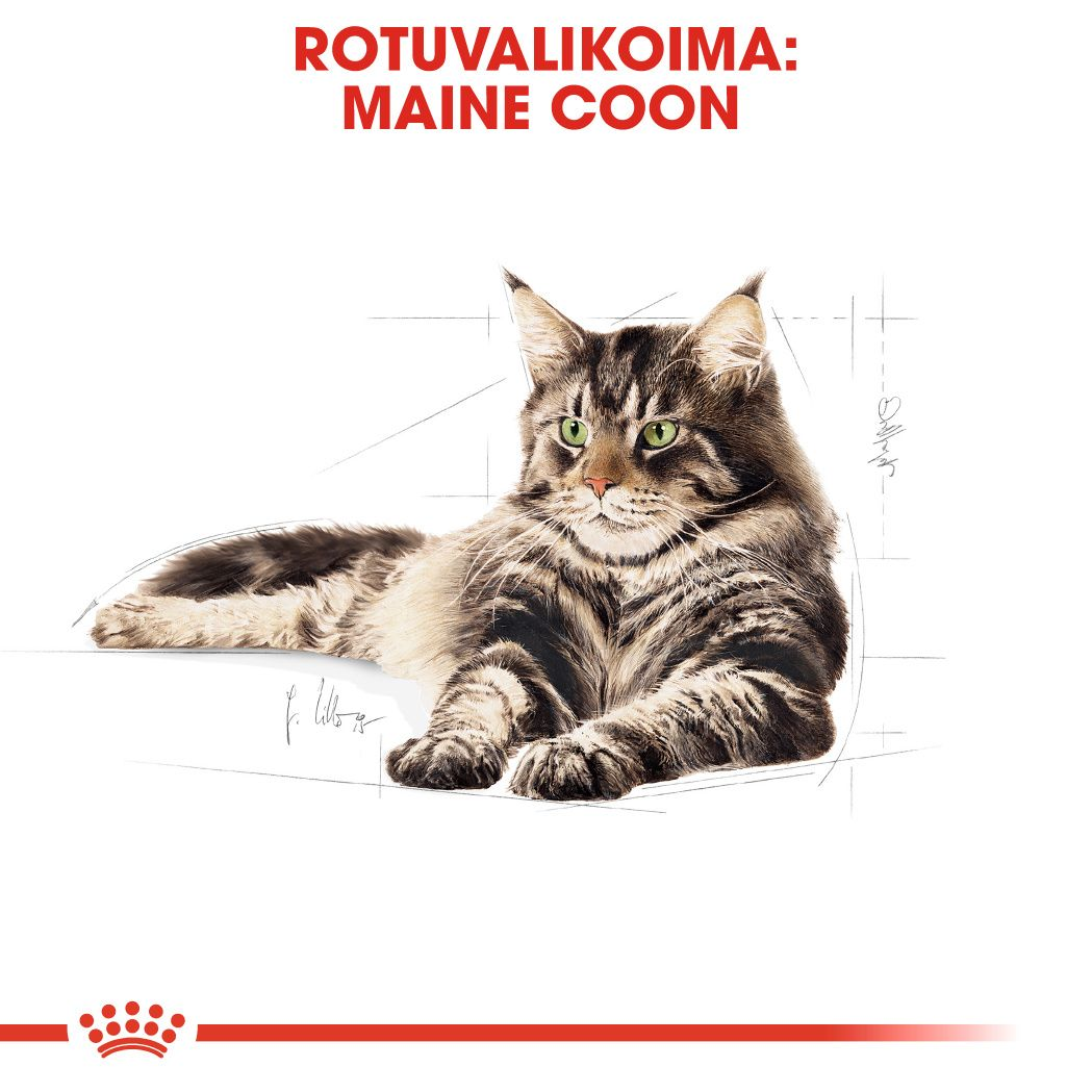 Maine Coon Adult