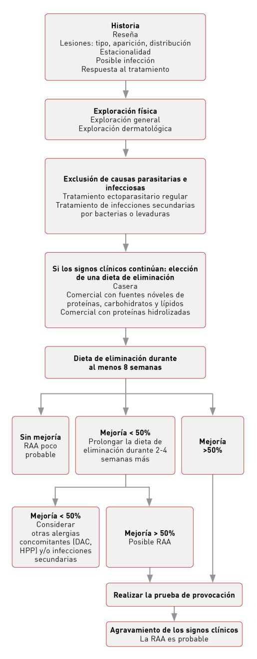 Diagrama de flujo para el procedimiento diagnóstico de reacciones adversas a los alimentos (RAA). Se comienza con la historia clínica y la exploración física. Tras excluir las causas parasitarias e infecciosas se realiza la prueba de la dieta de eliminación durante 8 semanas. Según la respuesta, se evalúa la probabilidad de RAA y se realiza una prueba de provocación para confirmar.