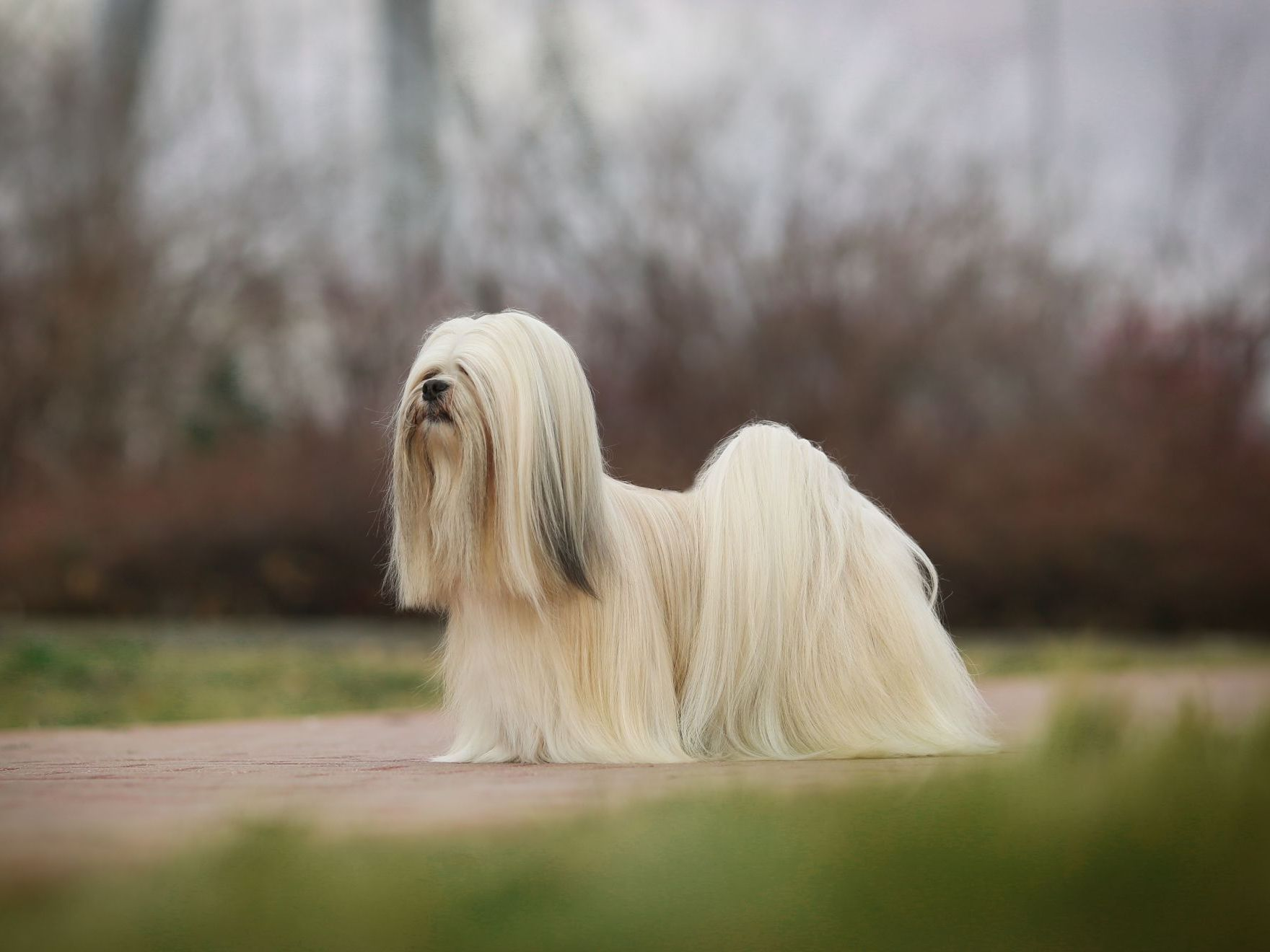 Lhassa apso en extérieur