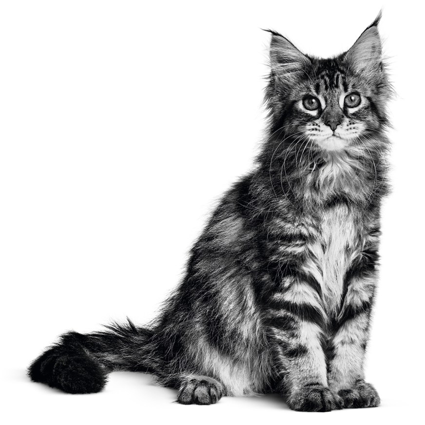 MAINE_COON_KITTEN___BRAND_-_BIRTH___GROWTH_-_BREED