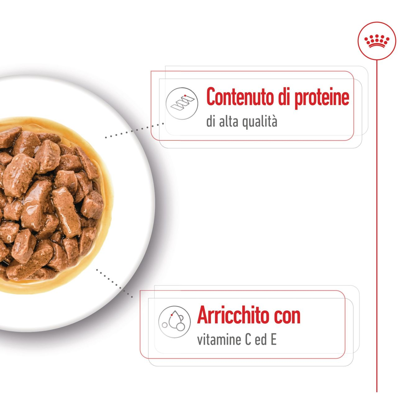 Medium Adult in salsa