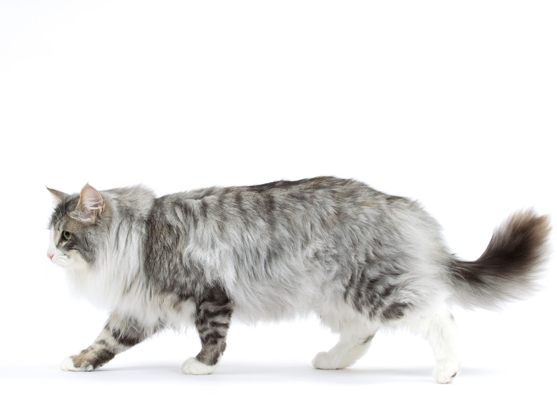 norwegian forest cat