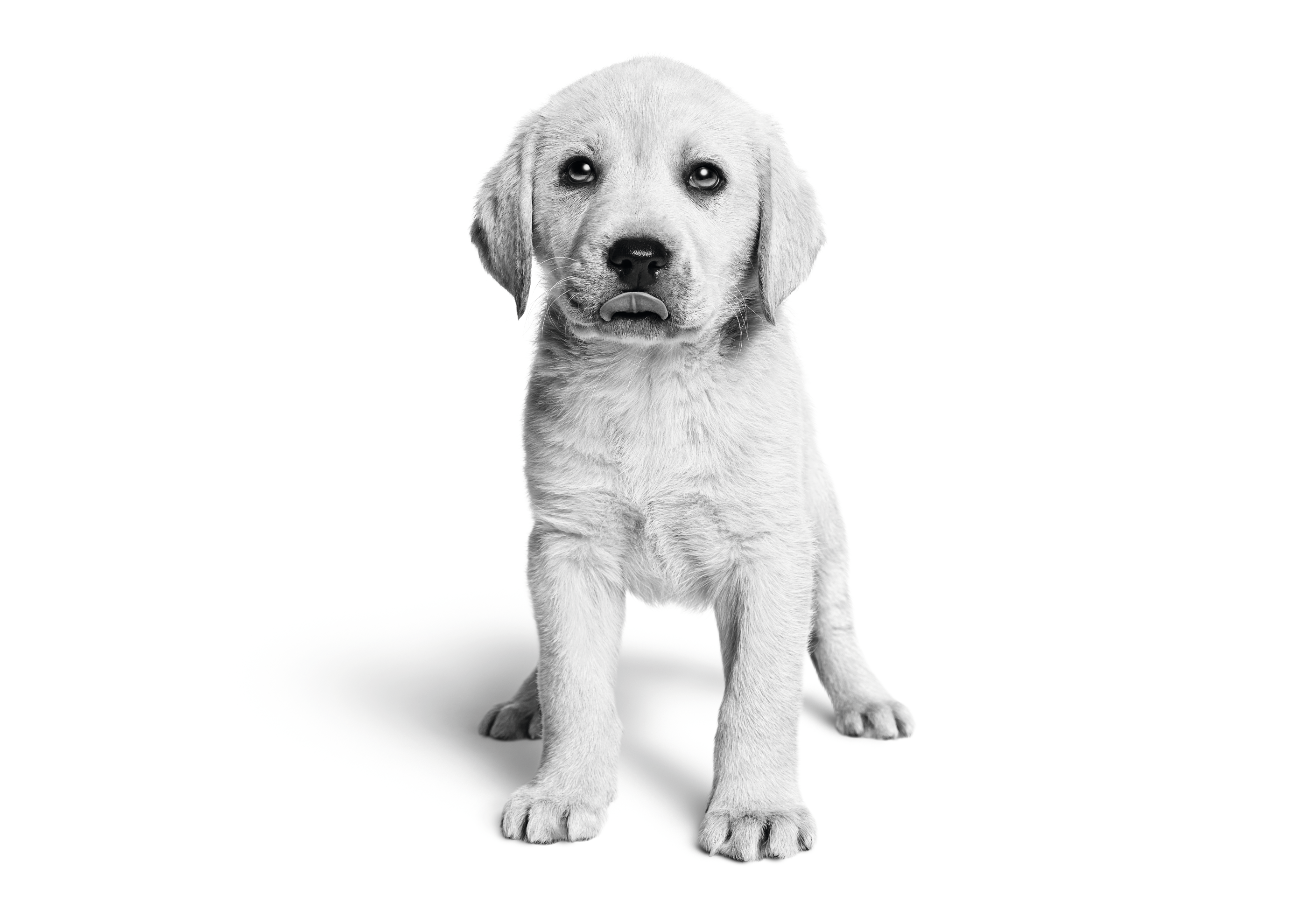 Labrador puppy standing black and white