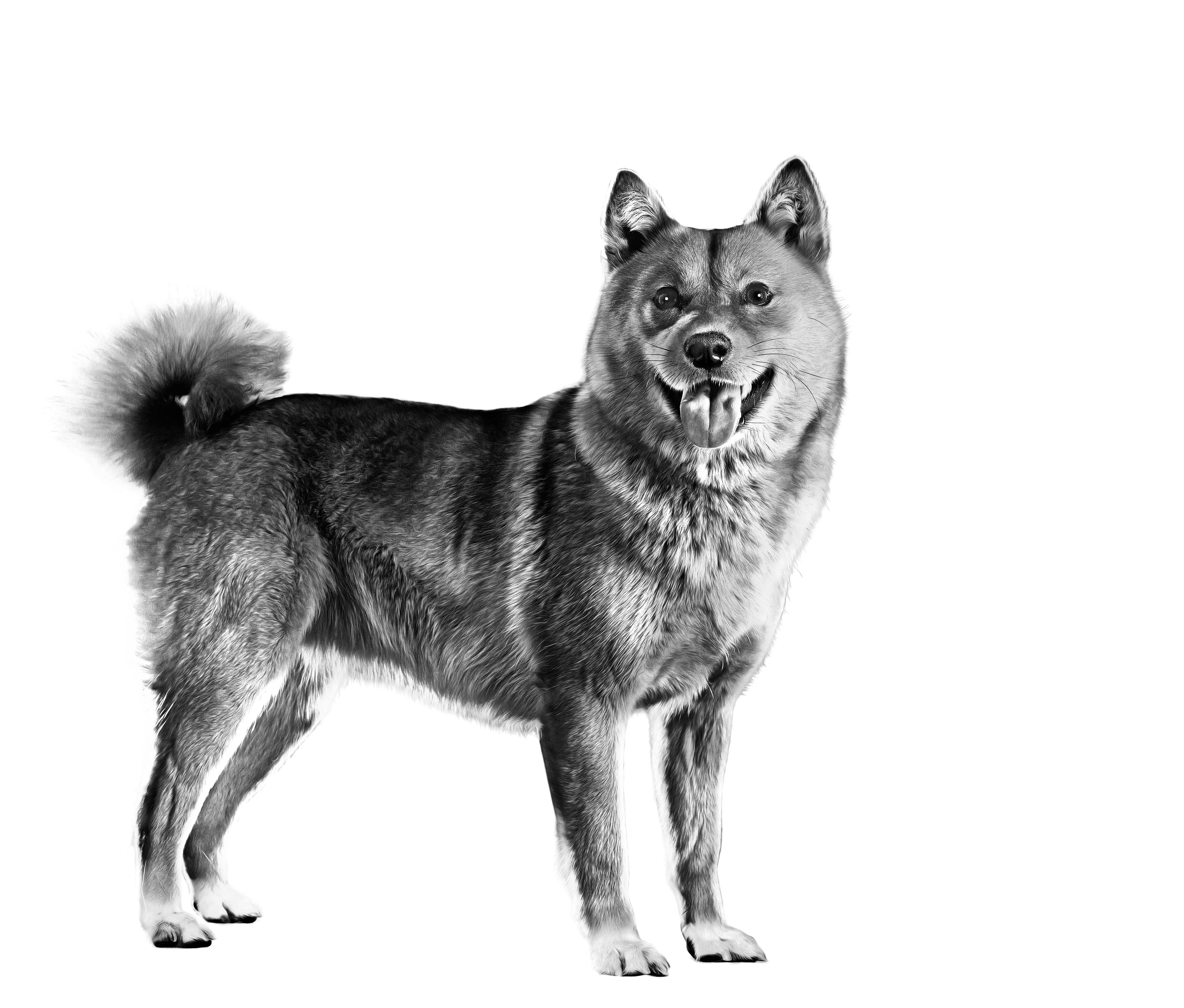 Royal canin hot sale akita