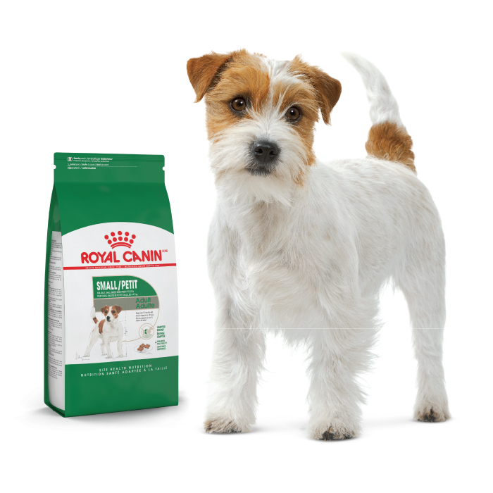 Jack Russell Terrier adult standing next to a small product pack