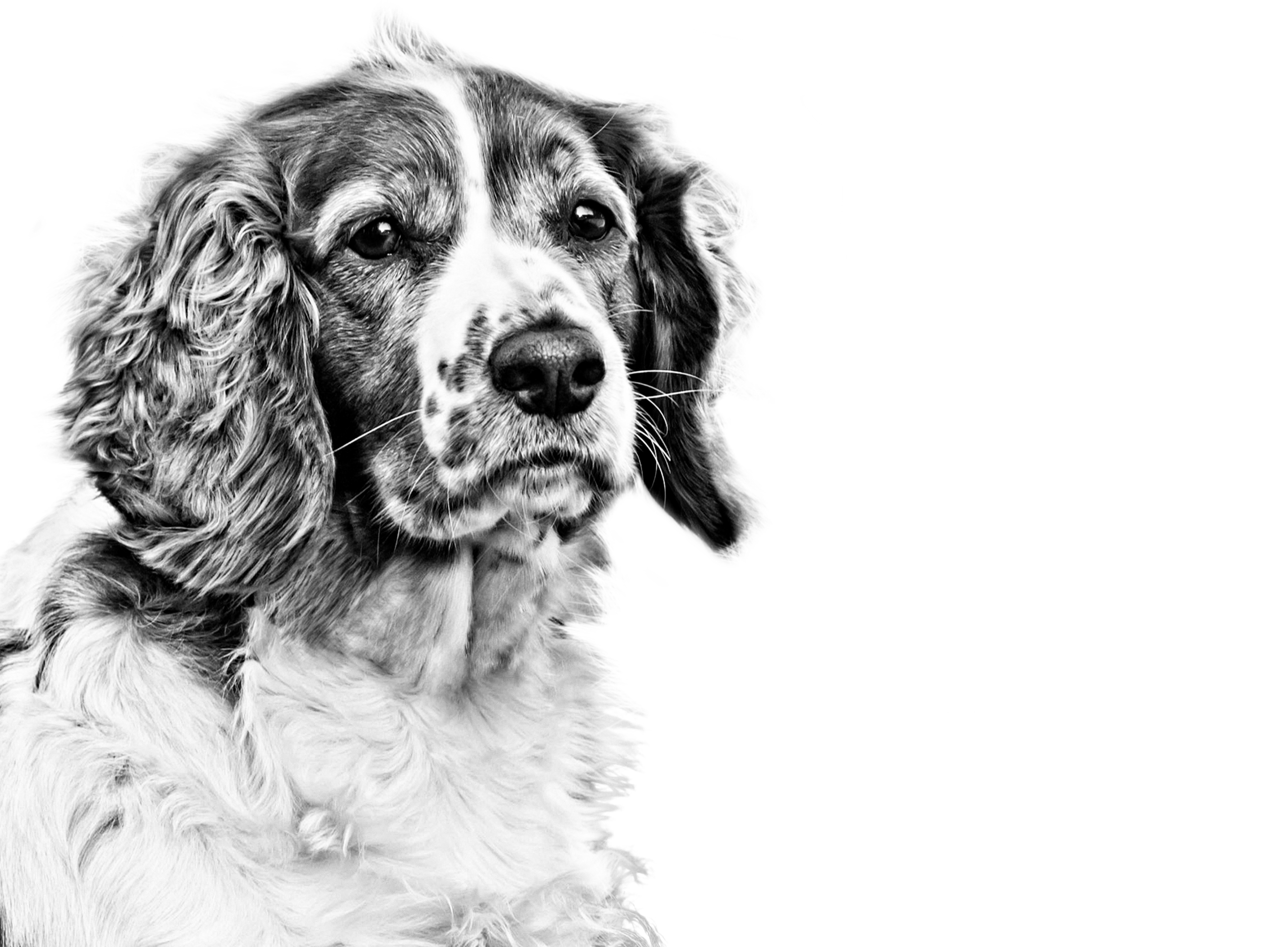 Welsh Springer Spaniel adult black and white