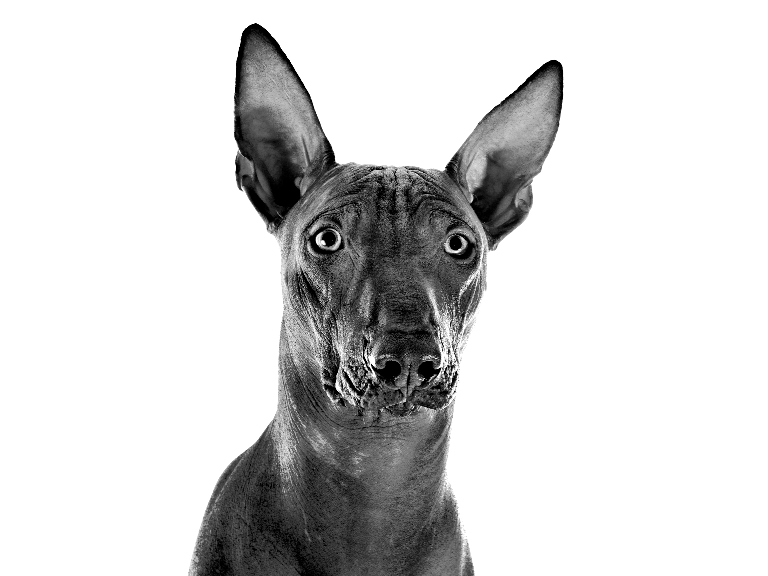 Peruvian Hairless dog adult in black and white
