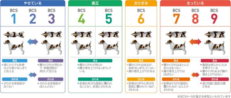 57_Japan_local_FAQ_Body condition score for Dog.jpg