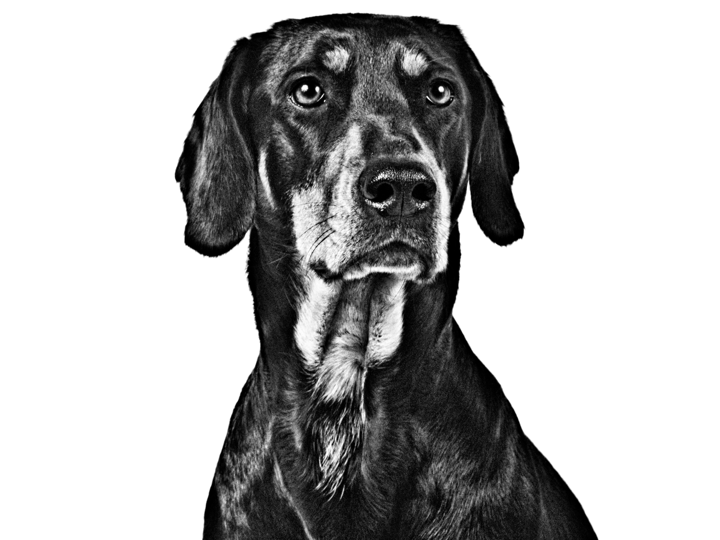 Hungarian Hound adult black and white