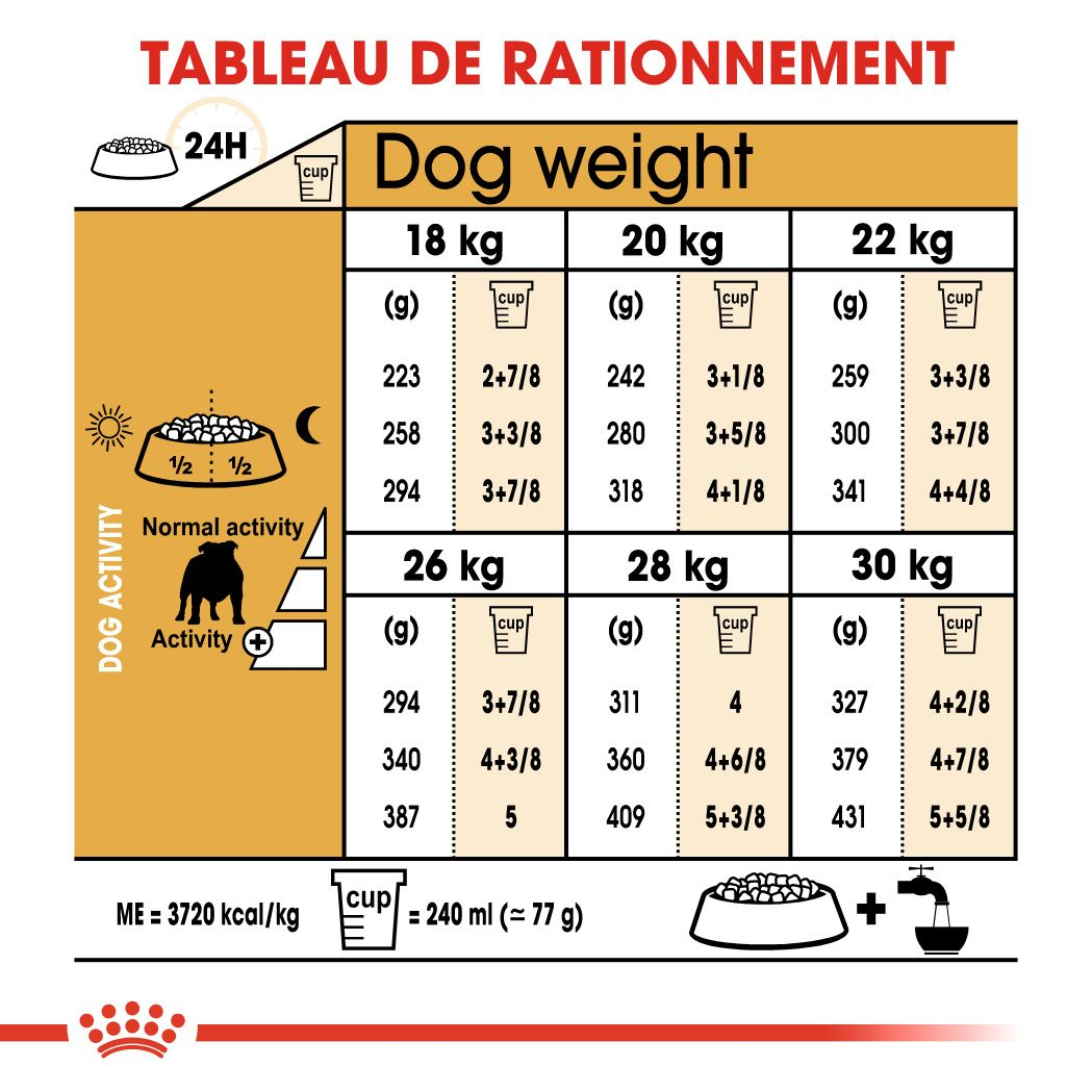 Bulldog Adulte