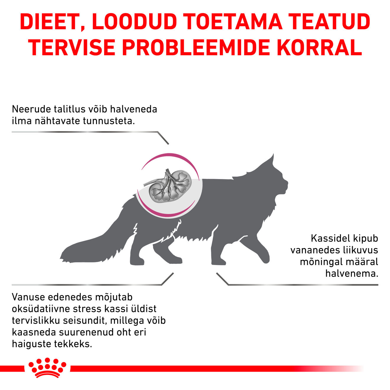 Royal Canin Early Renal Cat kuivtoit