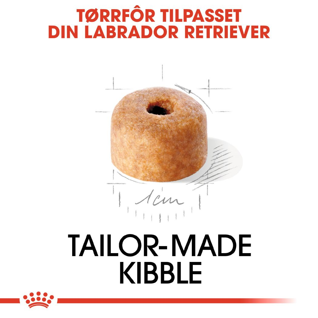 Labrador Retriever Puppy