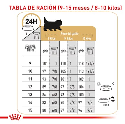 tabla_FBN KITTEN MAINE COON 4
