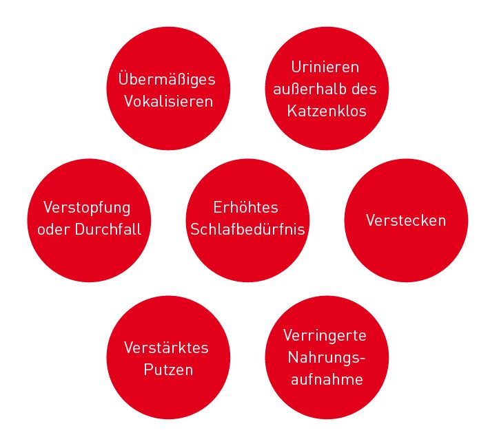 How cats might show signs of stress illustration