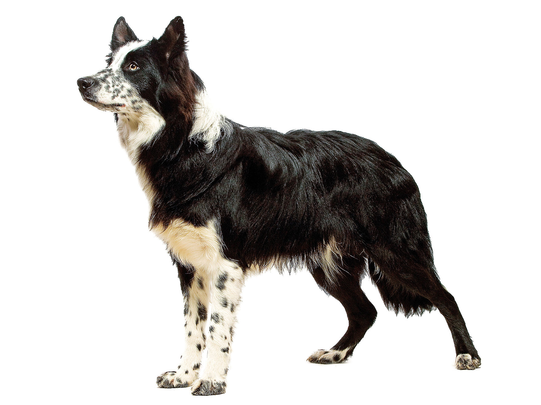 Border Collie adult standing