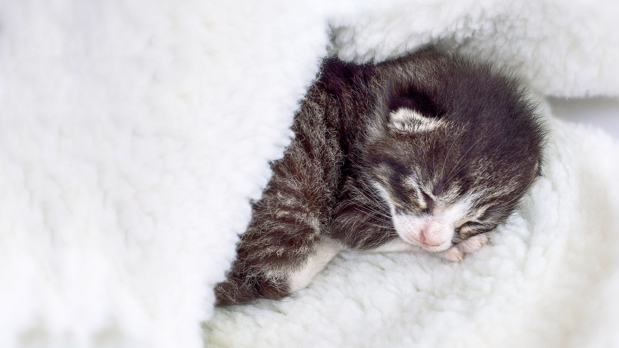 kitten lying down indoors