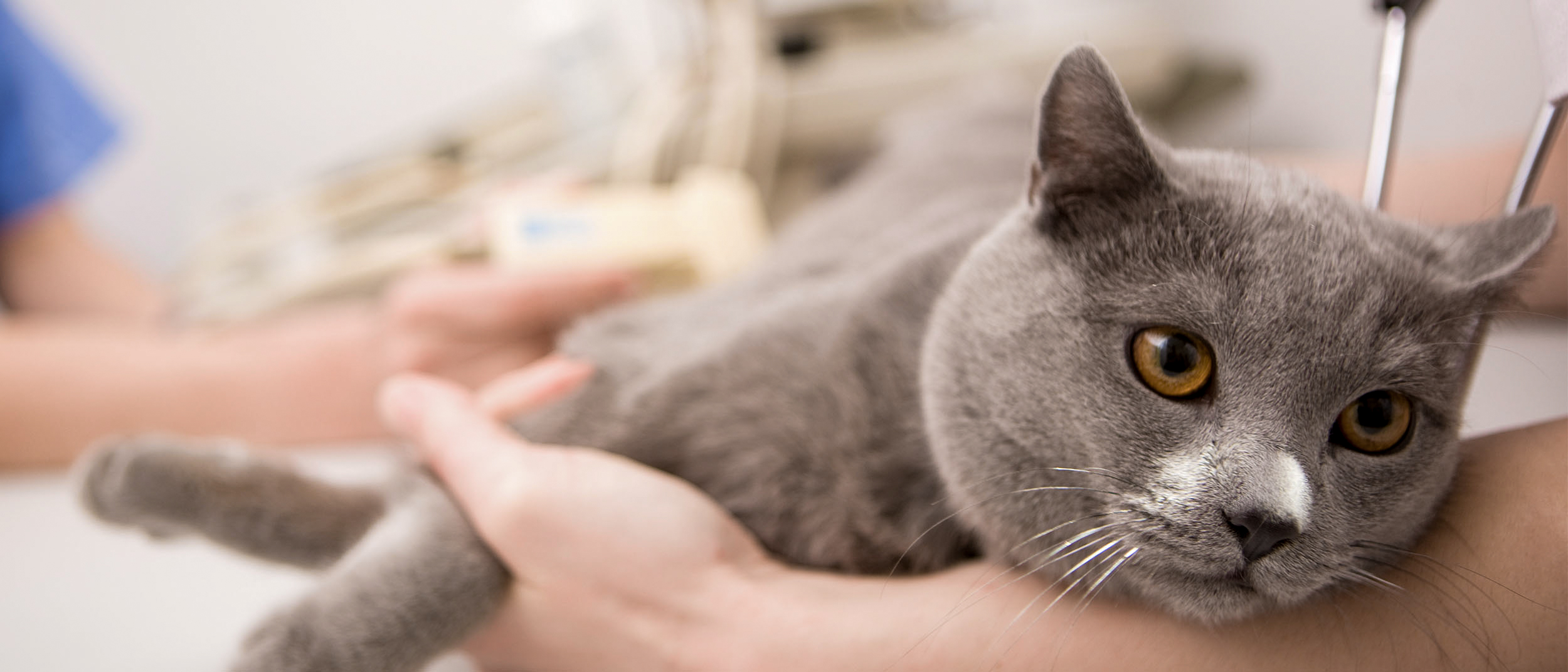 Young cat lying down on an examination table being checked over by a vet.