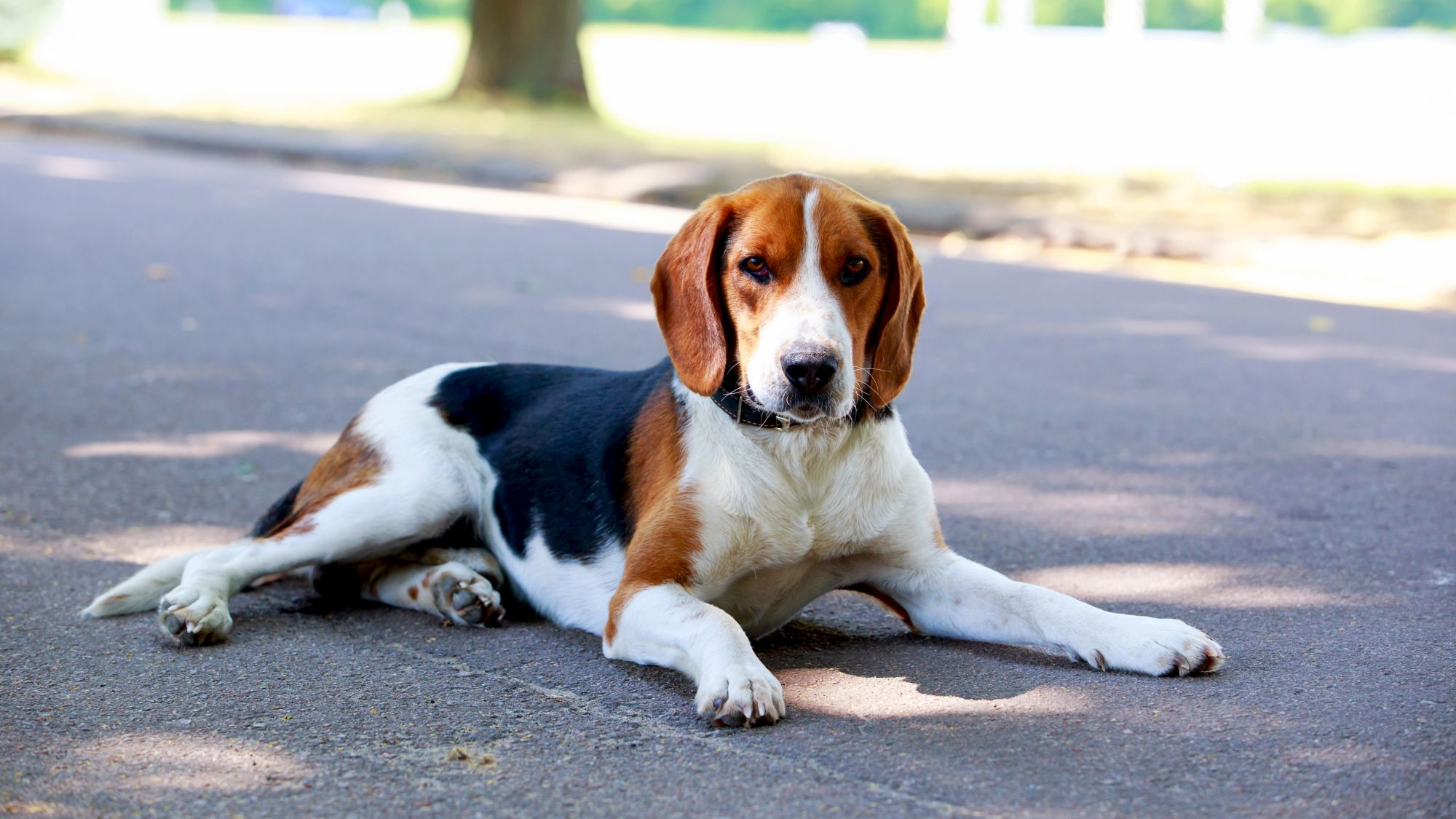 American Foxhound laying on a cemented road