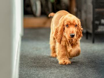 Amerikaanse cocker-spaniëlpuppy die binnen achter de eigenaar loopt