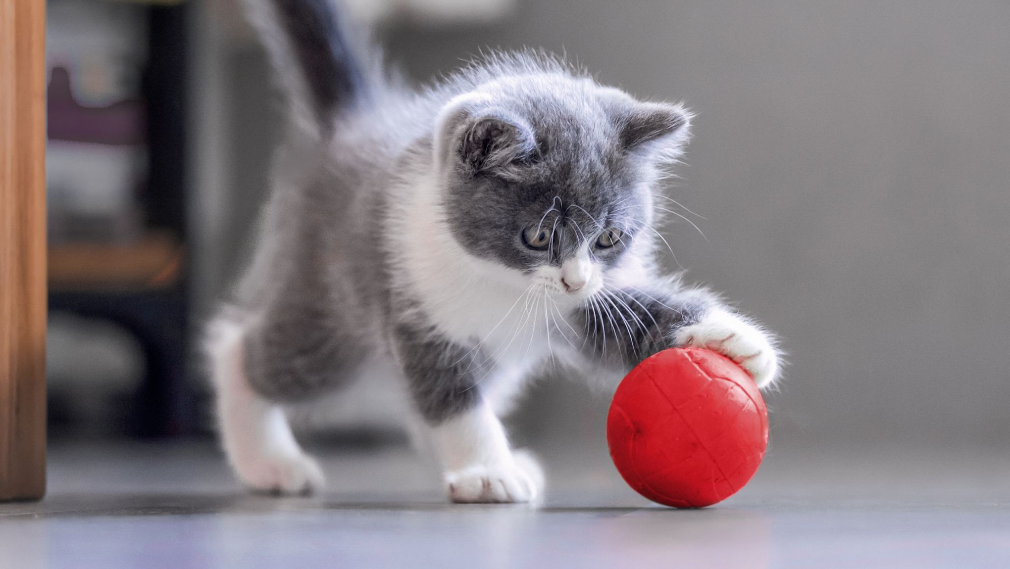 Gatito color gris y blanco en casa parado jugando con una pelota roja