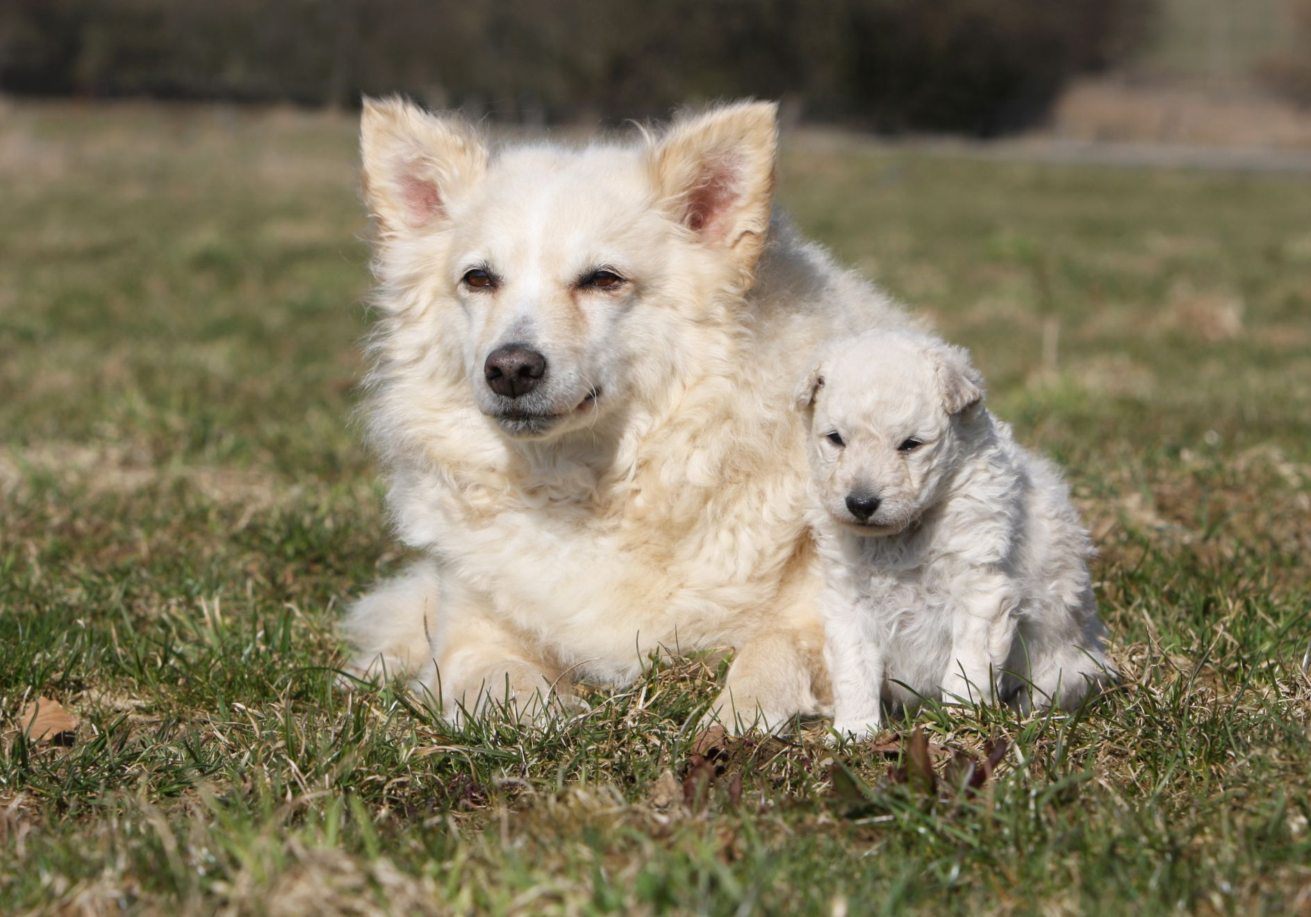 White Mudi lying on grass next to puppy