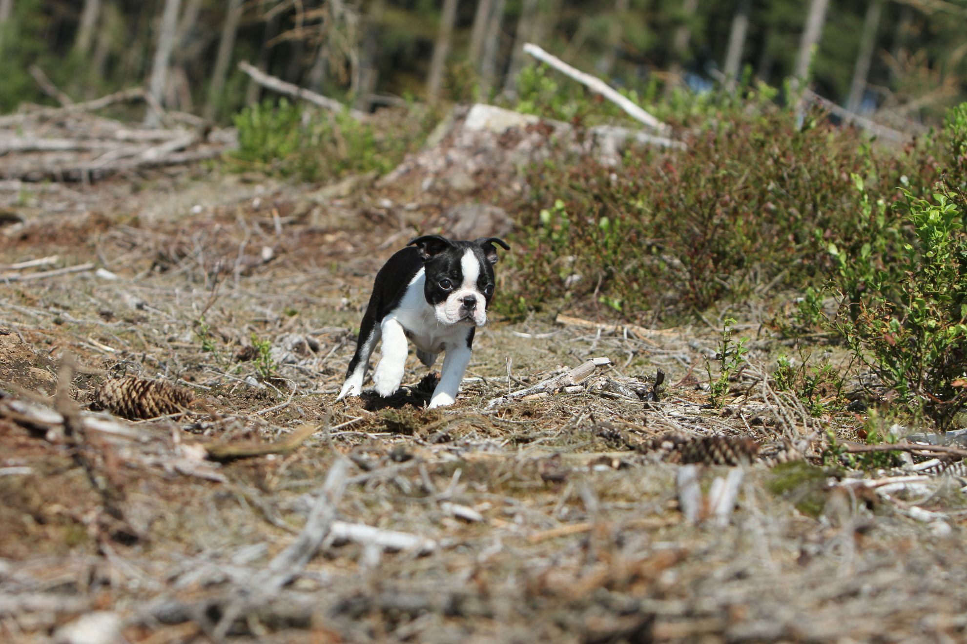 Boston Terrier puppy running across woodland terrain