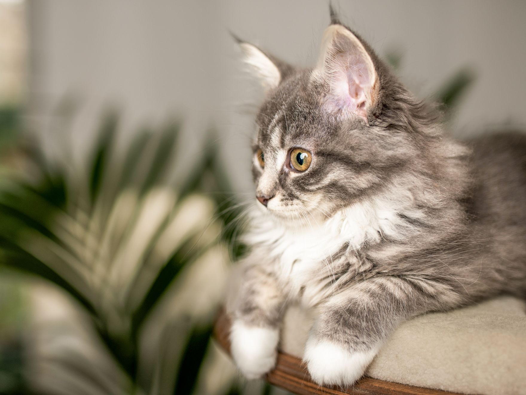 Norwegian Forest black and white kittens