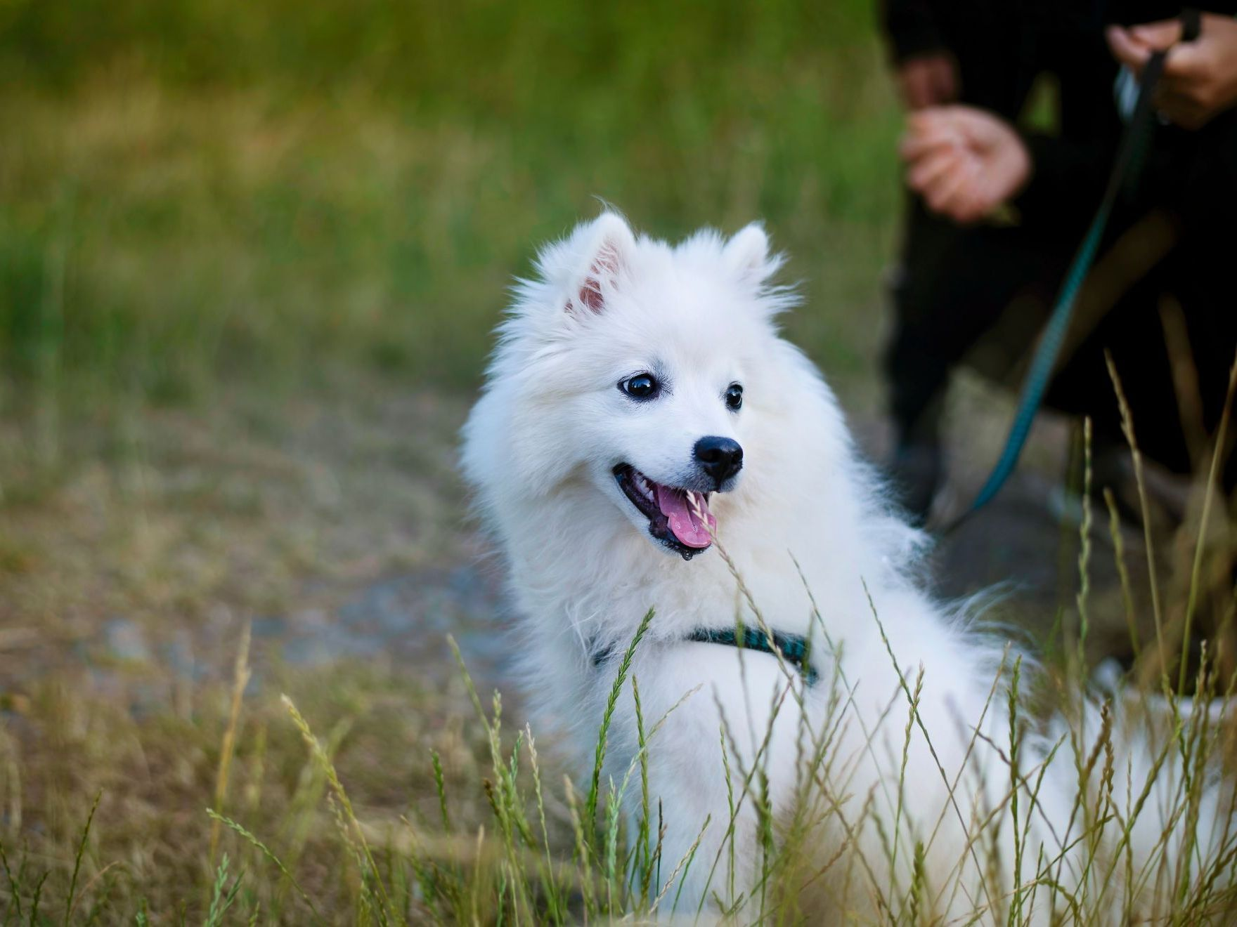 Chiot Spitz japonais lors d’une promenade le soir