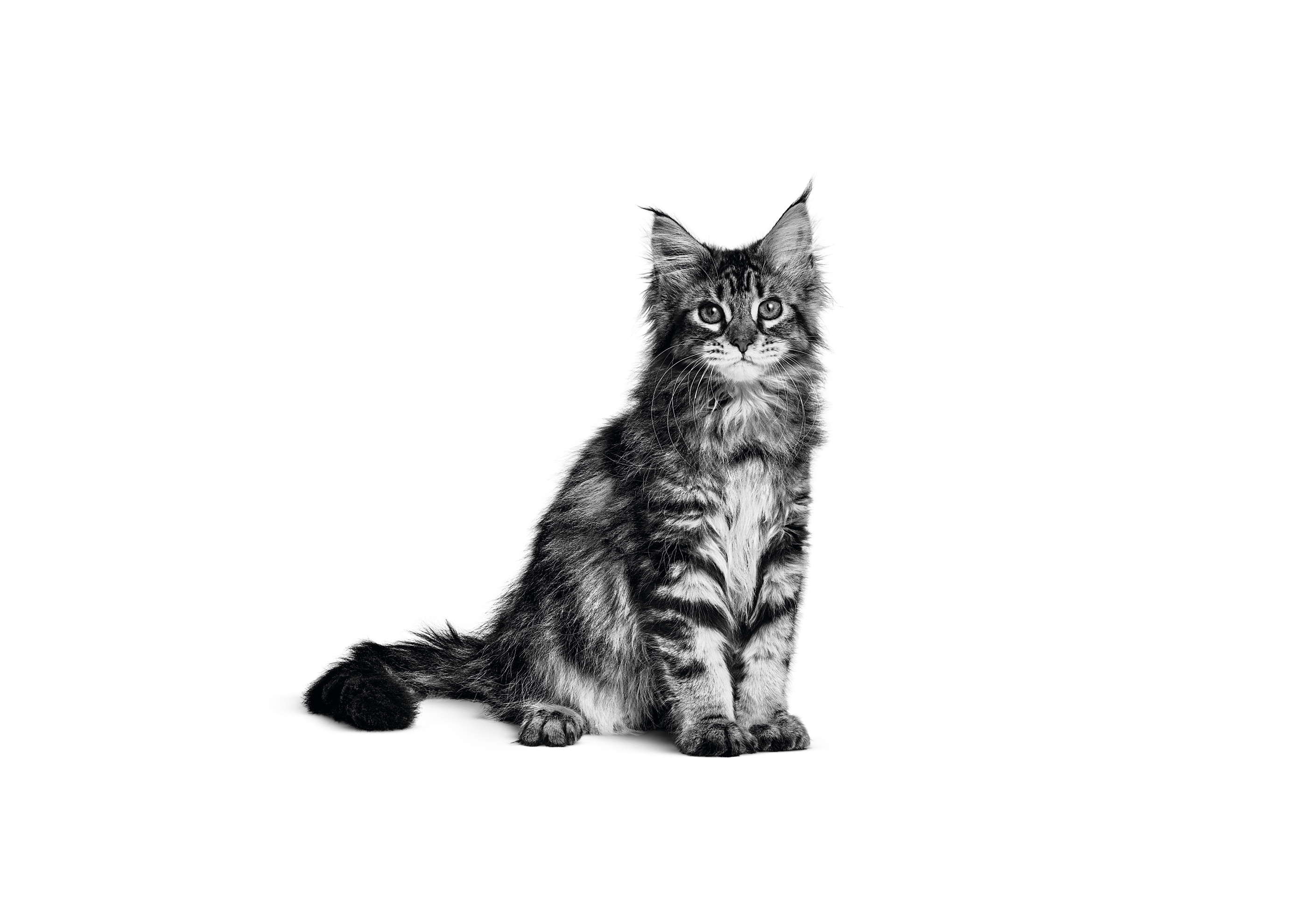 Young maine coon cat sitting on a white background
